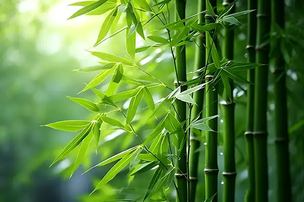 Bamboo Leaf Extract vs Bamboo Shoot Extract differences